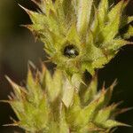 Sideritis fruticulosa Fruit