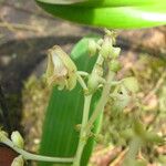 Polystachya odorata Flower