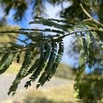 Sophora denudata Hoja
