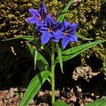 Aegonychon purpurocaeruleum Flor