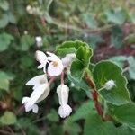 Begonia fischeri Кветка