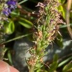 Veronica allionii Fruit