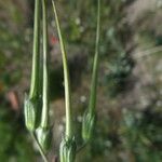 Erodium ciconium ᱡᱚ