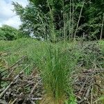 Festuca heterophylla ശീലം