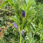 Vicia sativaFlower