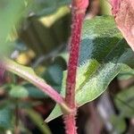 Oenothera gaura چھال