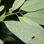 Virola multiflora Leaf