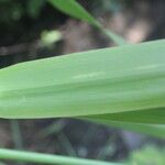 Hymenachne amplexicaulis Leaf