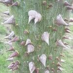 Ceiba pentandra Bark