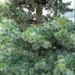 Pinus parviflora موطن