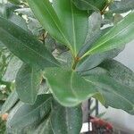 Calophyllum calaba برگ