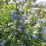 Plumbago auriculataЦветок