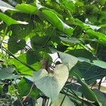 Aristolochia grandiflora Fuelha