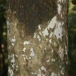 Pradosia ptychandra Bark