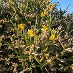 Genista acanthoclada Λουλούδι