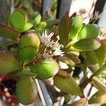 Crassula ovataഇല