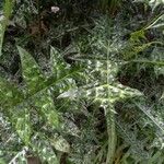 Acanthus montanus Leaf