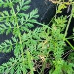 Ammi majus Hostoa