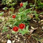 Potentilla atrosanguinea