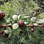 Cotoneaster acutifolius Fruit