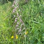 Himantoglossum adriaticum Flower