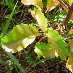 Kalanchoe pinnata Leaf