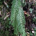 Polystichum polyblepharum Hoja