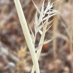 Tetrapogon cenchriformis Yaprak