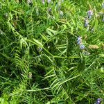 Vicia cracca অভ্যাস