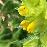 Rhinanthus minor Kwiat
