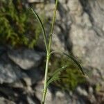 Silene nicaeensis Leaf