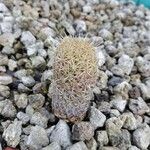 Coryphantha erecta Leaf