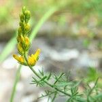 Genista michelii Fleur