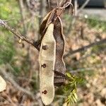 Dalbergia melanoxylon Fruit