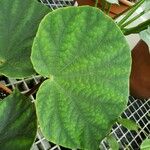 Begonia spp. Leaf