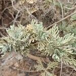 Lavandula pinnata Leaf