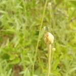 Xeranthemum cylindraceum Flower