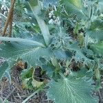 Eryngium giganteum Blatt