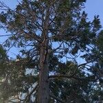 Calocedrus decurrens Leht