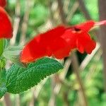 Salvia haenkei Blomst