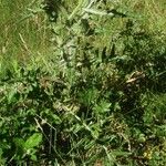 Cirsium ferox Leaf