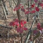 Vaccinium arboreum Habit