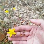 Hypericum linariifolium Flor