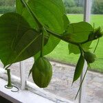 Passiflora quadrangularis Blatt