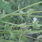 Lindernia dubia Habit