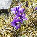 Polygala microphylla Fiore