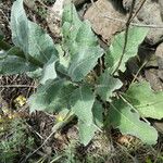 Verbascum boerhavii Buveinė