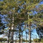 Sterculia foetida Hábitos