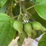 Cordia dodecandra Plod