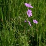 Geranium molle Buveinė